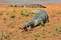 Paraguay Caiman (Caiman yacare) feeding on fish, on banks of Piquiri River, Pantanal of Mato Grosso, Mato Grosso State, Western Brazil.