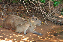 Female and baby Capybara (Hydrochaeris hydrochaeris) resting on bank of Piquiri River, Pantanal of Mato Grosso, Mato Grosso State, Western Brazil.