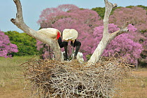 Jabiru (Jabiru mycteria) stork parents at nest with Pink Ipe trees in flower in background (Tabebuia ipe / Handroanthus impetiginosus) Pantanal, Mato Grosso State, Western Brazil.