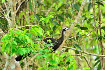 Blue-throated Piping-guan (Aburria cumanensis) Encontro das Aguas State Park, Pantanal, Mato Grosso State, Western Brazil.