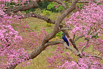Hyacinth macaw (Anodorhynchus hyacinthinus) in Pink Ipe tree (Tabebuia ipe / Handroanthus impetiginosus) during the blooming season, Pantanal, Mato Grosso State, Western Brazil.