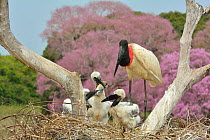 Jabiru (Jabiru mycteria) stork at nest with chicks with Pink Ipe tree (Tabebuia ipe / Handroanthus impetiginosus) in flower in background, Pantanal, Mato Grosso State, Western Brazil.