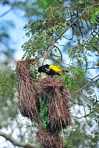 Yellow-rumped Cacique (Cacicus cela) displaying on his nest, Pantanal, Mato Grosso State, Western Brazil.