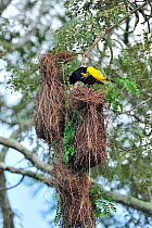 Yellow-rumped Cacique (Cacicus cela) displaying on his nest, Pantanal, Mato Grosso State, Western Brazil.