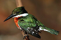 Green Kingfisher (Chloroceryle americana) profile, Pantanal, Mato Grosso State, Western Brazil.