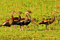 Band of Black-bellied Whistling-ducks (Dendrocygna autumnalis) on the shore of Piquiri River, Pantanal, Mato Grosso State, Western Brazil.
