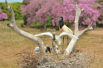 Jabiru (Jabiru mycteria) stork at nest with chicks with Pink Ipe tree (Tabebuia ipe / Handroanthus impetiginosus) in flower in background, Pantanal, Mato Grosso State, Western Brazil.