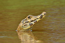Yacare Caiman (Caiman yacare) peering out of the Piquiri River, Pantanal of Mato Grosso, Mato Grosso State, Western Brazil.