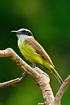 Lesser Kiskadee (Philohydor lictor) profile at Pixaim River, Pantanal of Mato Grosso, Mato Grosso State, Western Brazil.