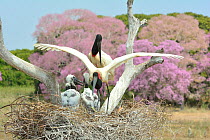 Jabiru (Jabiru mycteria) stork parents at nest with chicks with Pink Ipe tree (Tabebuia ipe / Handroanthus impetiginosus) in flower in background, Pantanal, Mato Grosso State, Western Brazil.