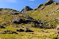 Altitude fields of the the highlands of Itatiaia National Park, Itamonte. Minas Gerais State, Southeastern Brazil, July 2013.
