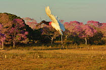Jabiru (Jabiru mycteria) stork in flight with Pink Ipe trees (Tabebuia ipe / Handroanthus impetiginosus) in background, Pantanal, Mato Grosso State, Western Brazil.