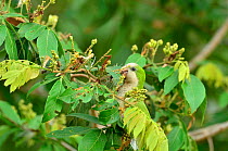 Monk Parakeet (Myiopsitta monachus) feeding on flower of Inga sp. Pantanal, Mato Grosso State, Western Brazil.