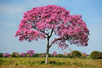 Pink Ipe tree (Tabebuia ipe / Handroanthus impetiginosus) in flower, Pantanal, Mato Grosso State, Western Brazil.