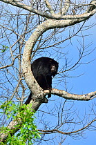 Male Black Howler monkey (Alouatta caraya) at Encontro das aguas State Park, Pantanal, Mato Grosso State, Western Brazil.