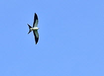 Swallow-tailed Kite (Elanoides forficatus) in flight, Pantanal, Mato Grosso State, Western Brazil.