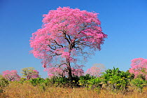 Pink Ipe tree (Tabebuia ipe / Handroanthus impetiginosus) in flower, Pantanal, Mato Grosso State, Western Brazil.