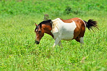 'Pantaneiro' horse, a Pantanal breed of horse adapted to the flood conditions, Pantanal, Mato Grosso State, Western Brazil.