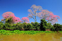 Pink Ipe trees (Tabebuia ipe / Handroanthus impetiginosus) in flower, Pantanal, Mato Grosso State, Western Brazil.