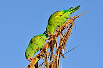 Yellow-chevroned Parakeets (Brotogeris chiriri) feeding, Pantanal, Mato Grosso State, Western Brazil.
