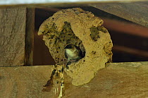Brown-chested Martin (Progne tapera) nesting inside a abandoned nest of Rufous Hornero (Furnarius rufus) Pantanal, Mato Grosso State, Western Brazil.