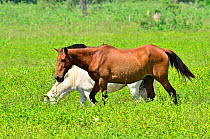 'Pantaneiro' horses, a Pantanal breed of horse adapted to the flood conditions, Pantanal, Mato Grosso State, Western Brazil.