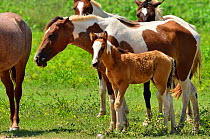 'Pantaneiro' horses with foal, a Pantanal breed of horse adapted to the flood conditions, Pantanal, Mato Grosso State, Western Brazil.
