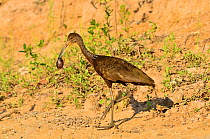 Limpkin (Aramus guarauna) catching a snail, on the shore of Pixaim River, Pantanal of Mato Grosso, Mato Grosso State, Western Brazil.