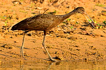 Limpkin (Aramus guarauna) catching a snail to eat it on the shore of Pixaim River, Pantanal of Mato Grosso, Mato Grosso State, Western Brazil.