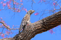 Great Potoo (Nyctibius grandis) perched and camouflaged on a Pink Ipe Tree (Tabebuia ipe)Pantanal, Mato Grosso State, Western Brazil.