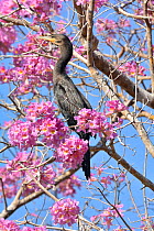 Neotropical cormorant (Phalacrocorax brasilianus) in Pink Ipe tree (Tabebuia ipe / Handroanthus impetiginosus) during the blooming season, Pantanal, Mato Grosso State, Western Brazil.