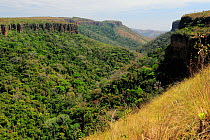 Cerrado Forest at Chapada dos Guimaraes National Park, Chapada dos Guimaraes, Cerrado Region, Mato Grosso State, Western Brazil