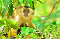 Azara's Capuchin (Sapajus cay) in Cerrado vegetation of Mato Grosso State, near Caceres town, Western Brazil.