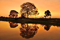 Pink Ipe tree (Tabebuia ipe / Handroanthus impetiginosus) silhouetted at sunset and reflected in waters of the pantanal, Pantanal, Mato Grosso State, Western Brazil.