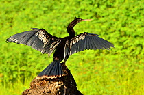 Anhinga (Anhinga anhinga) drying wings on the shore of Mamiraua Lake, Mamiraua Sustainable Development Reserve, Alvaraes, Amazonas State, Northern Brazil.