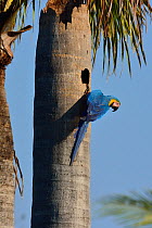 Blue and yellow macaw (Ara ararauna) at nest in palm tree, Pantanal, Brazil.