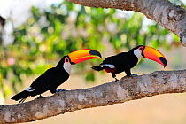 Toco Toucans (Ramphastos toco) perched on branch,Pantanal, Mato Grosso State, Western Brazil.
