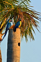 Blue and yellow macaw (Ara ararauna) pair at nest in palm tree, Pantanal, Brazil.