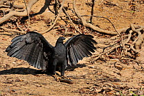 Black Hawk (Buteogallus urubitinga) holding a fish in its claws with wings spread, on the shore of Pixaim River at The Pantanal of Mato Grosso, Mato Grosso State, Western Brazil.