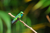 Glttering-bellied Emerald (Chlorostilbon lucidus) perched, Vargem Bonita town, near Serra da Canastra National Park, Minas Gerais State, Southeastern Brazil