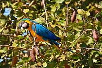 Blue and yellow macaw (Ara ararauna) perched in tree, Pantanal, Brazil.
