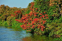 'Novateiro' Tree (Triplaris brasiliana) flowering on the shore of Paraguay River at the Pantanal of Mato Grosso, Taiama Ecological Station, Mato Grosso State, Western Brazil