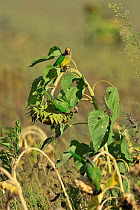 Peach-fronted Parakeet (Aratinga aurea) feeding on sunflower near Serra da Canastra National Park,Cerrado Region, Minas Gerais State, Southeastern Brazil