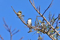 Cinereous Warbling-finch (Poospiza cinerea) Serra da Canastra National Park,Cerrado Region, Minas Gerais State, Southeastern Brazil. Vulnerable species, endemic.