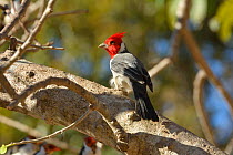 Red-crested cardinal (Paroaria coronata) perched, Pantanal, Brazil.