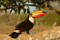 Toco toucan (Ramphastos toco) perched, Pantanal, Brazil.