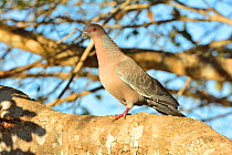 Picazuro Pigeon (Patagioenas picazuro) Pantanal, Mato Grosso State, Western Brazil