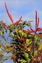 Bromeliad (Aechmea tentaculifera) in flower, in montane Atlantic Rainforest of Serra Bonita Private Natural Heritage Reserve (RPPN Serra Bonita), Camacan, Southern Bahia State, Eastern Brazil.