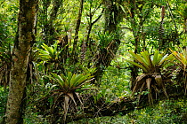 Mountainous Atlantic Rainforest with Bromeliads (Vriesea) at Serra do Mar mountains, Bananal, Sao Paulo State, Southeastern Brazil