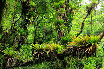 Montane Atlantic Rainforest with Bromeliads (Vriesea) at Serra do Mar mountains, Bananal, Sao Paulo State, Southeastern Brazil